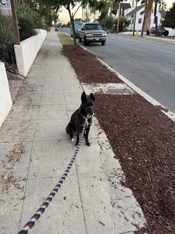 A picture of a black dog named Bowie sitting, taken on September 8 2025 at 6:25 am